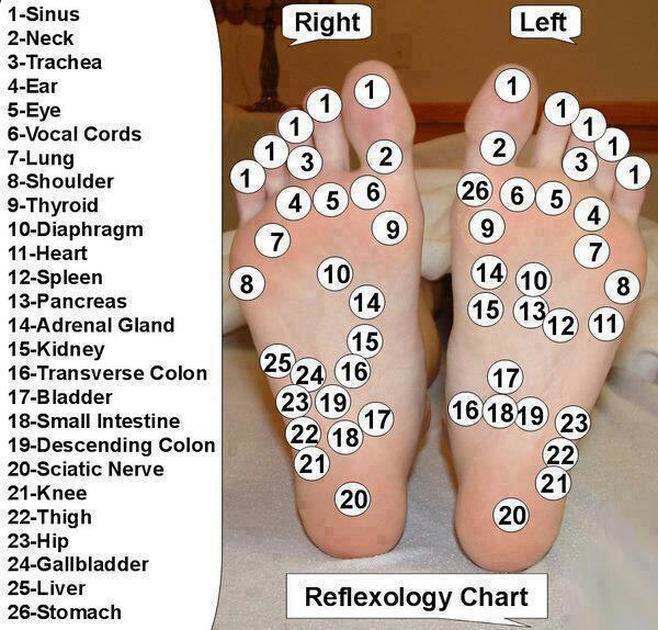 Lower Leg Reflexology Chart